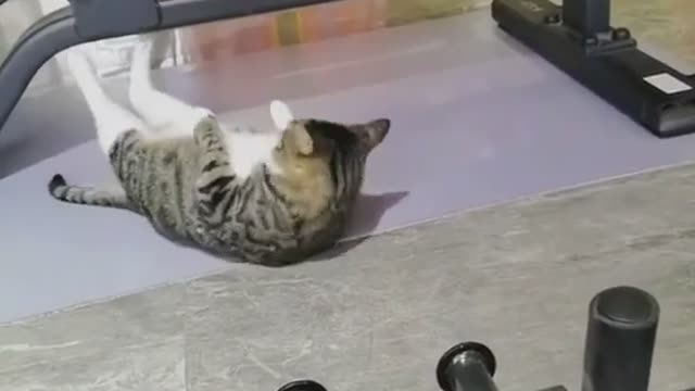 Cute cat doing gym😂🥰