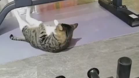 Cute cat doing gym😂🥰