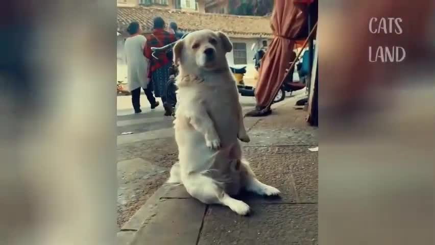 Cute funny dog vedio comolation