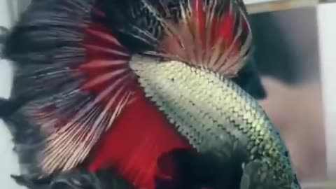 Beautiful betta fish, red, white etc