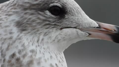 Seagull Close-Up