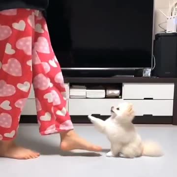 Beautiful little dog dancing with his owner at home. Too loud song watch private