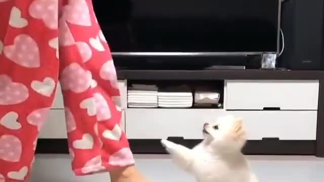 Beautiful little dog dancing with his owner at home. Too loud song watch private