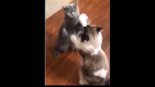 funny cats playing paw games with sister