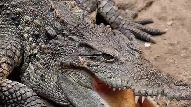 Crocodile Sounds and Pictures for Teaching ~ Learn the Sound a Crocodile Makes_Cut.mp4