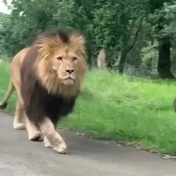 Crazy lion walking in the middle of cars