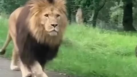 Crazy lion walking in the middle of cars