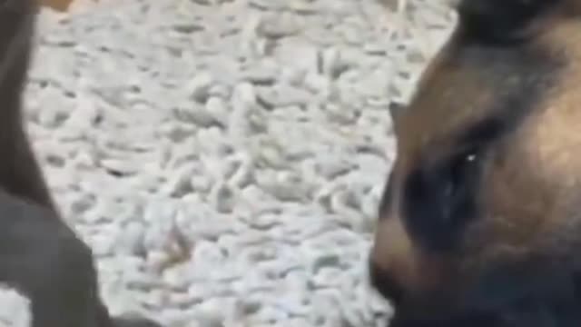 Funny cute cat and dog compilation