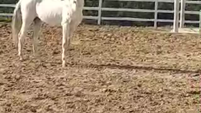 White horse
