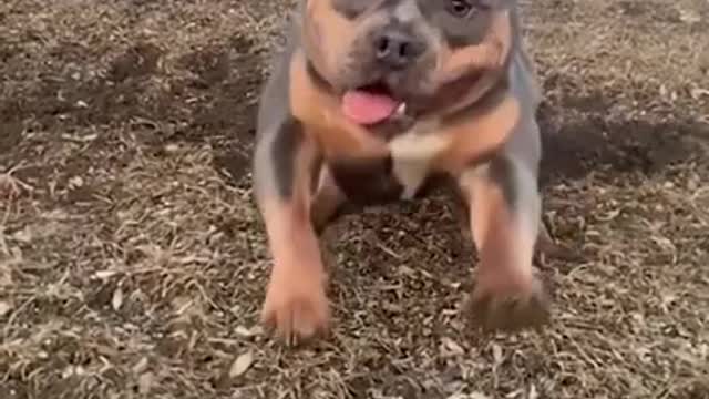 ¡PERROS BAILANDO UNA SONRISA 2021! 😍🐶