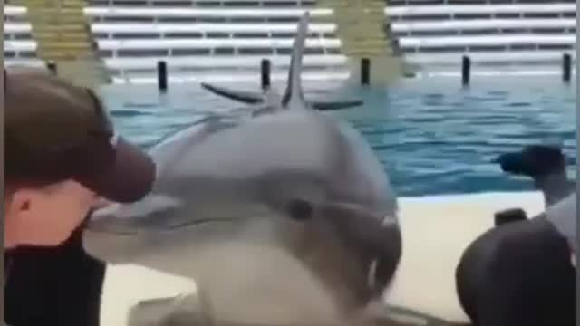 this dolphin loves to kiss