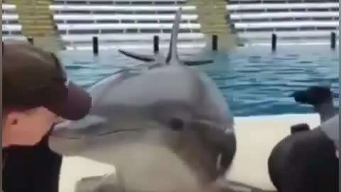 this dolphin loves to kiss