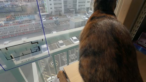Korean cat mongsil-i(cat) Chattering