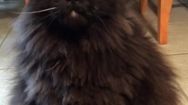 Black cat does not like getting pet by owner