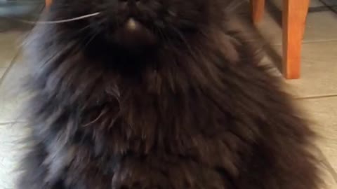 Black cat does not like getting pet by owner