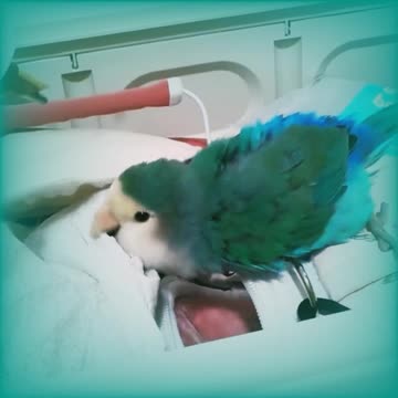 My Love Birds 1 : BLUE ROSICOLI