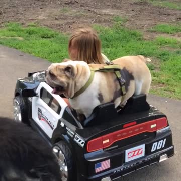 Little Girl Cruises In Kiddie Cop Car With Her Best Bulldog Pal