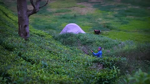 Camping near the swamp