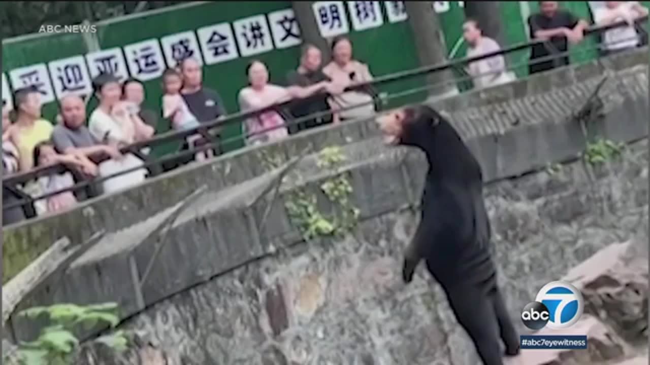 Internet skeptics believe China zoo animals are just people in costumes