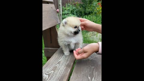 Cute little Dog