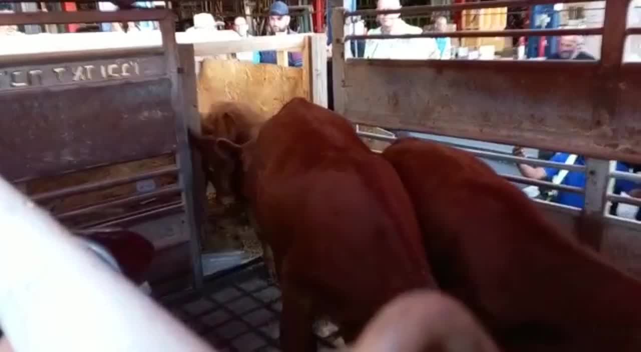 Llega la vaca roja a Israel para el tercer templo en 2023