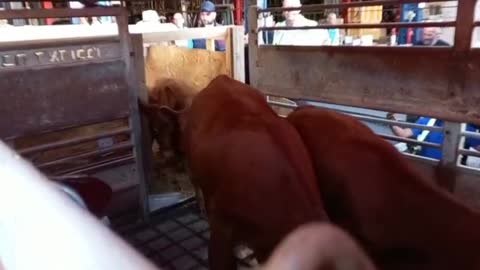 Llega la vaca roja a Israel para el tercer templo en 2023