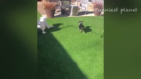 Funny Dogs And Cats Videos 2024 😅 - Best Funniest Animal Videos Of The week #13