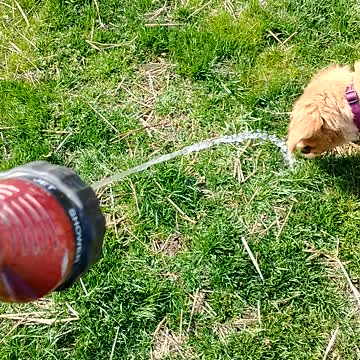 Attacking water- Golden retriever puppy