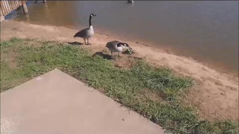 Returning Stolen Goose Egg To Its Mom