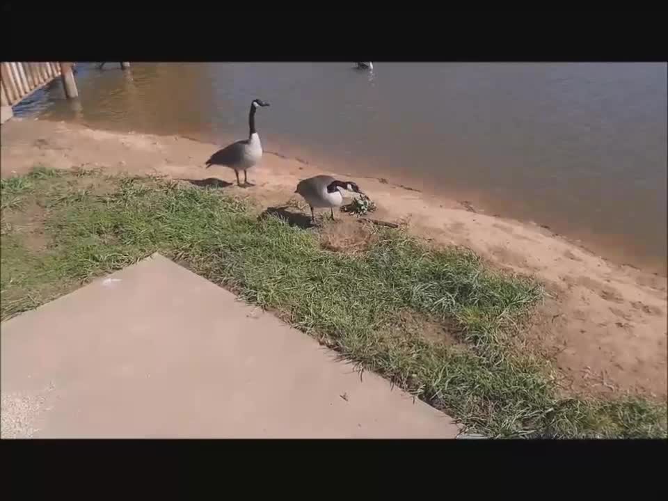 Returning Stolen Goose Egg To Its Mom