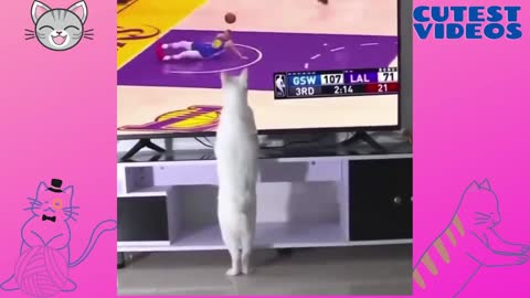 Cat causing accidents