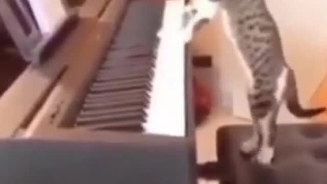 FUNNY PETS_) challenge you NOT to move lips while watching