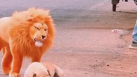 "Roaring Laughter: Hilarious Lion Prank on Man's Best Friend!"