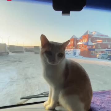 Trucker companion cat