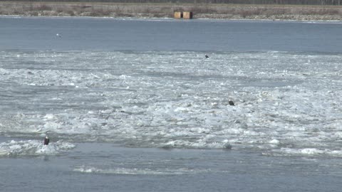 Eagles Floating On Ice