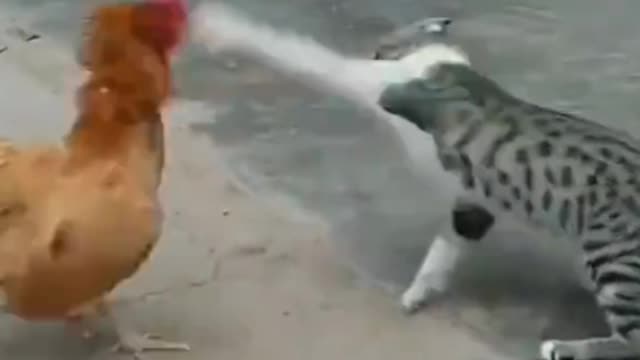 Funny animal fight
