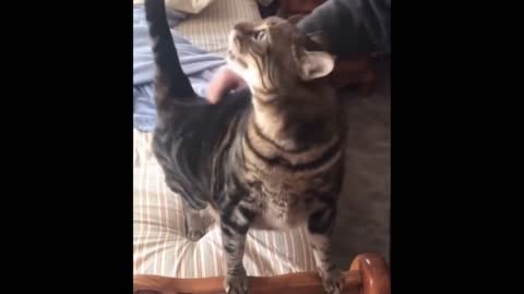 Funny pets,Funny cat, Funny video