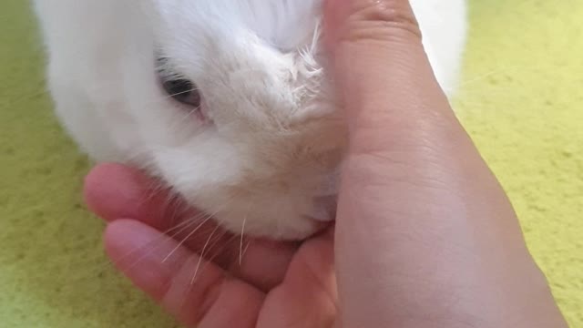 Adorable bunny