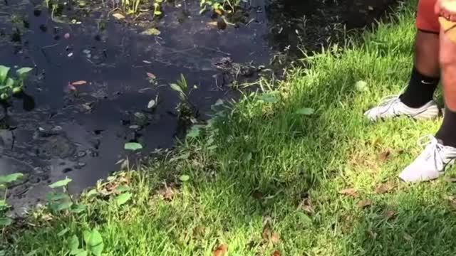 Baby Alligator Sends Grown Man Screaming