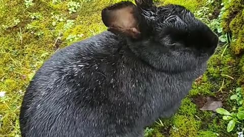 Rabbit meditation