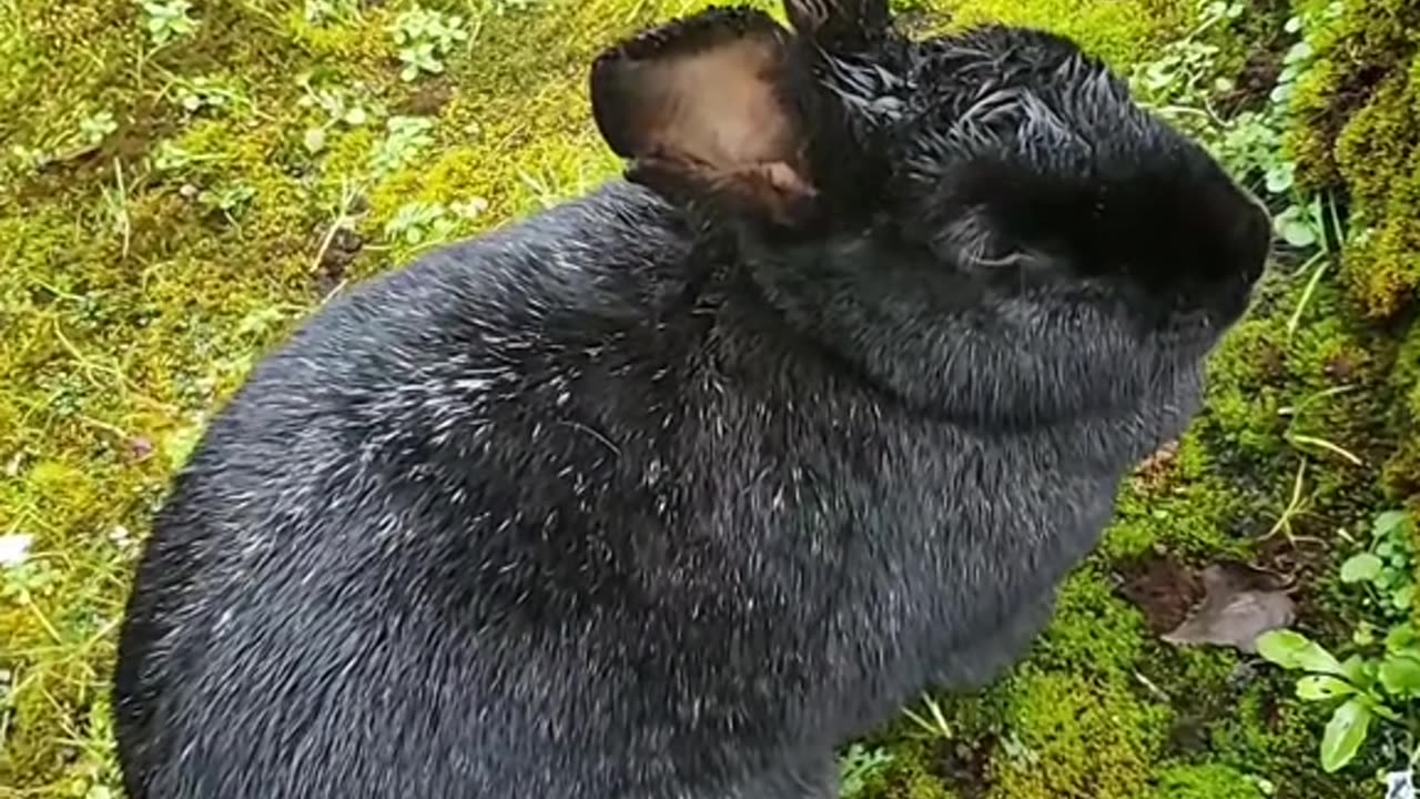 Rabbit meditation