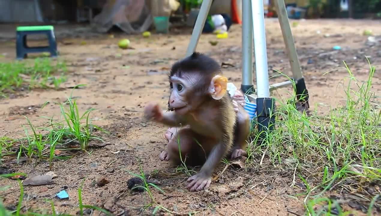 Baby Monkey