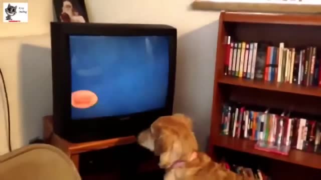 Awesome Funny and Crazy Dogs Compilation