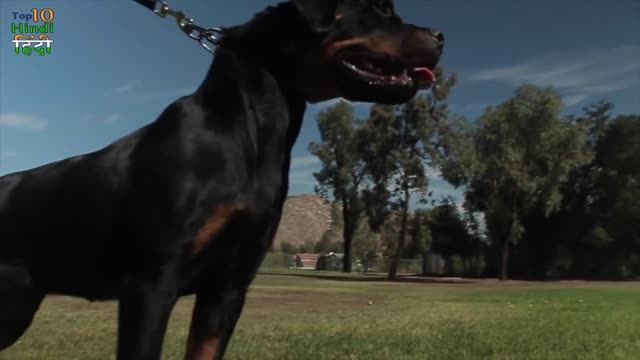 These Are The Most Risky Dogs In The World