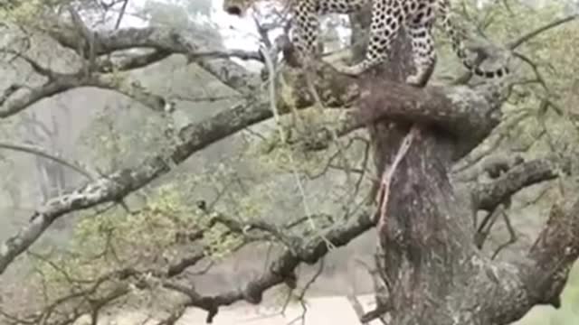 Cheetah hunts too top...