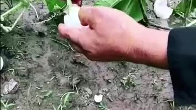 Wolf is the one mane Cultivates eggs