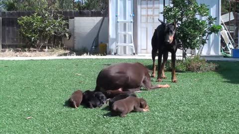 Doberman mom keeping dad away from the pups.