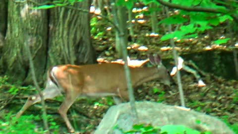 White-tailed deer