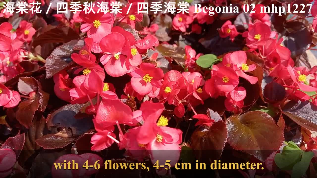 [私人屋苑] 海棠花／四季秋海棠／四季海棠 Begonia 02, mhp1227, Mar 2021