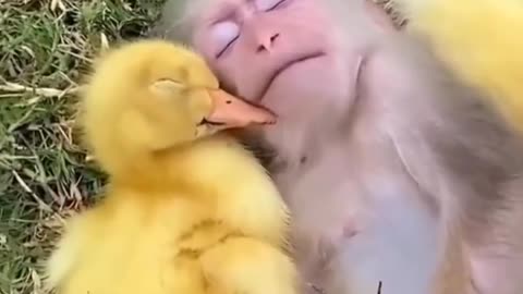 DUCK PLAYING WITH BABY MONKEY